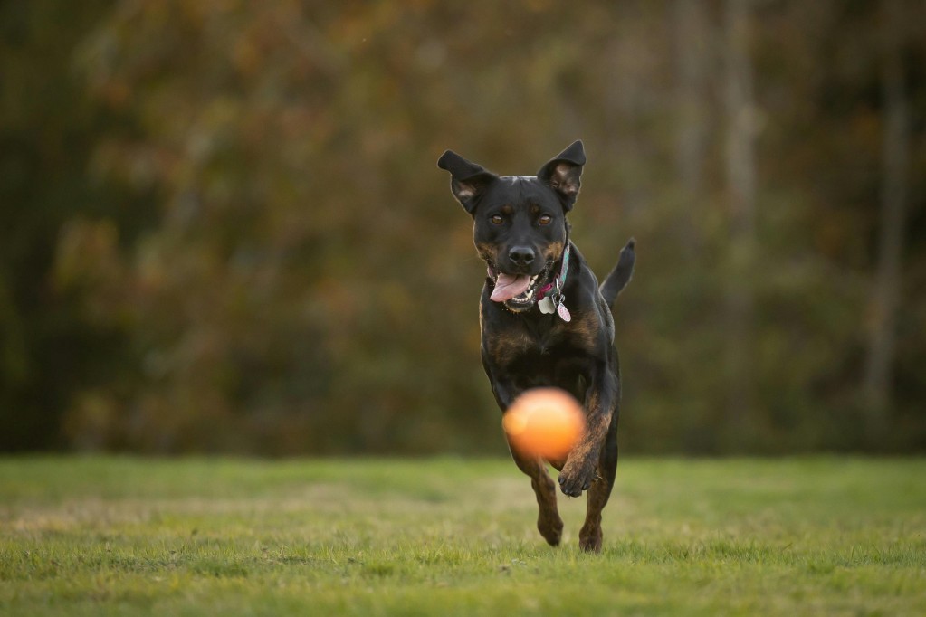 Pet sitter