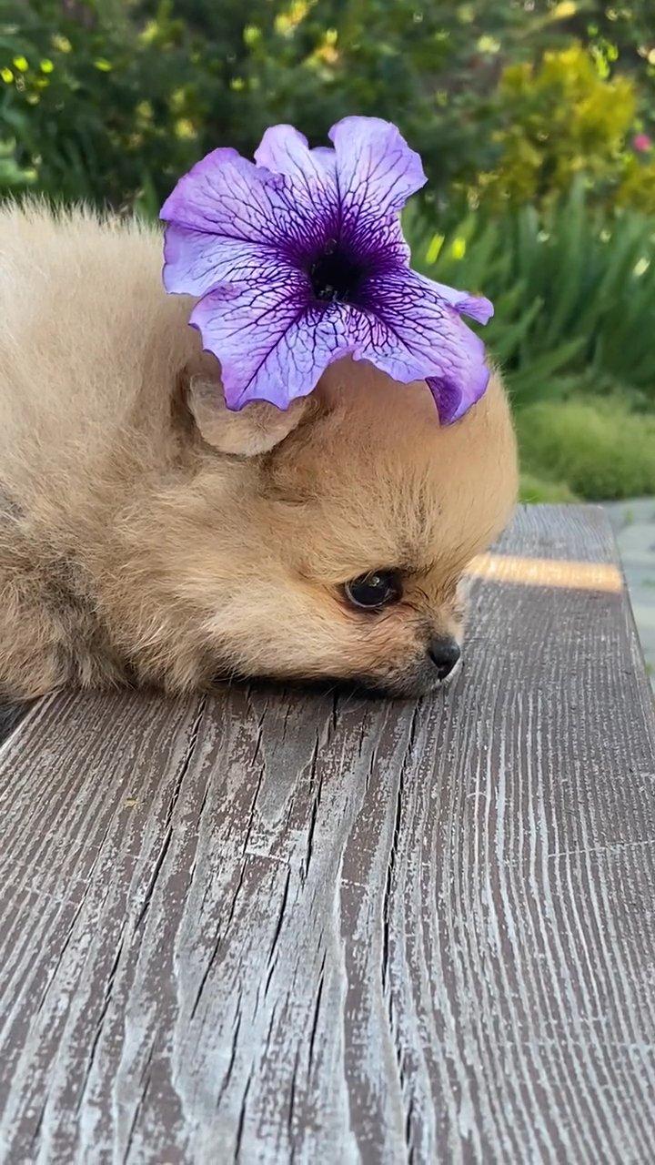 cute puppy