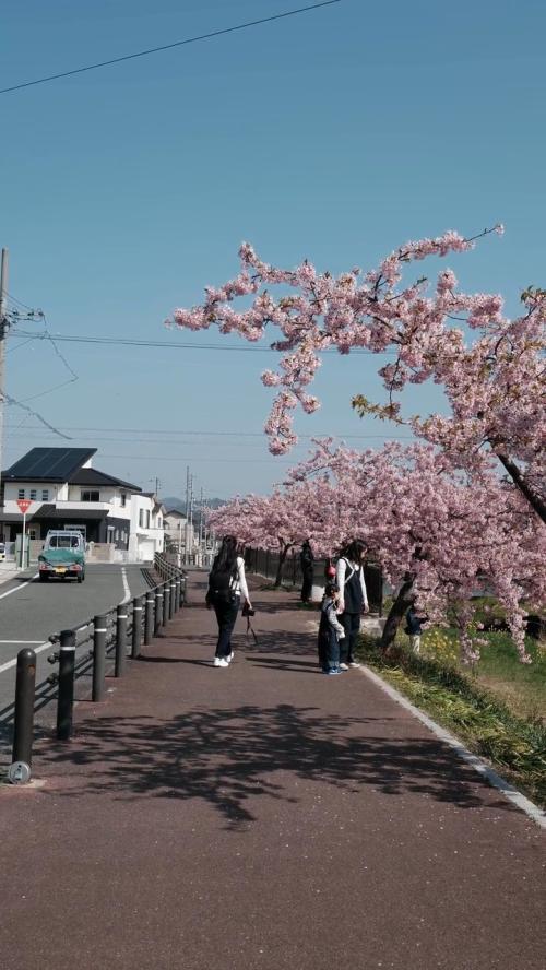 cherry blossom japan